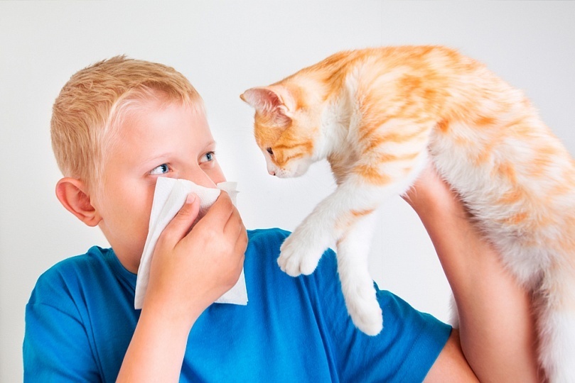 Аллергия на кошек фото