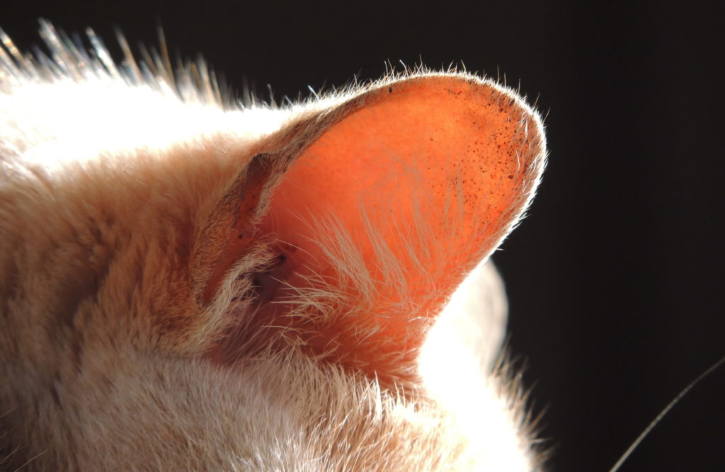 Кошачье ухо фото