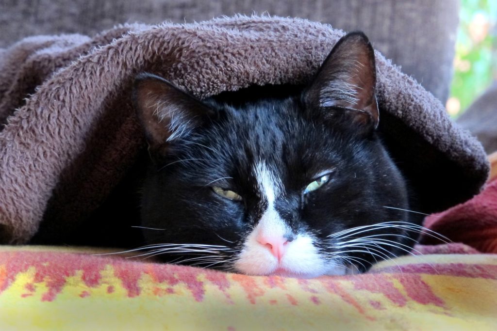 Кот под одеялком фото