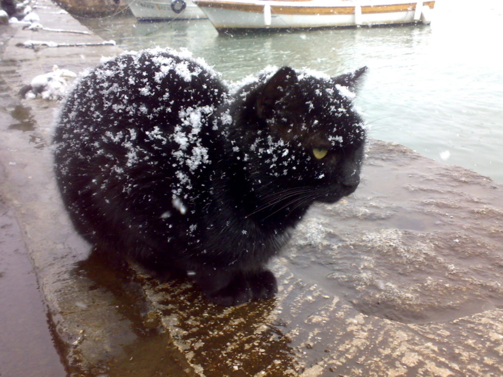Котик замёрз фото