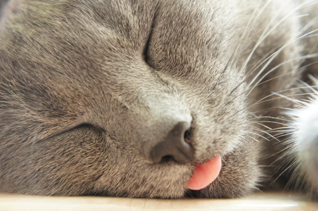 Кот спит с высунутым языком фото
