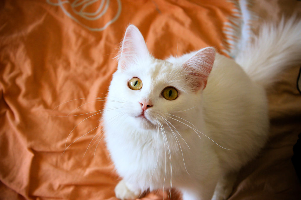 Белая кошка с жёлтыми глазами фото