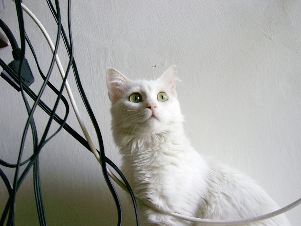 Белый кот и провода фото