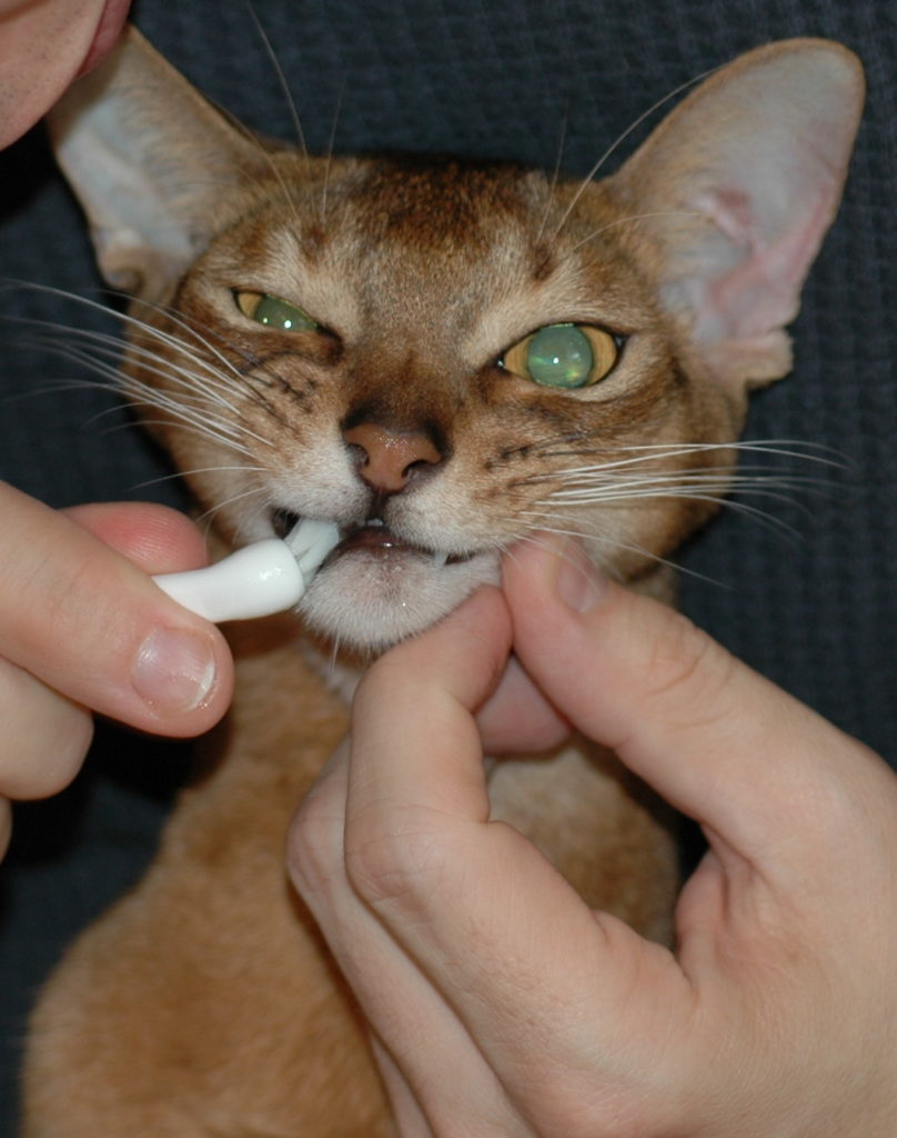 Чистка зубов кошке фото