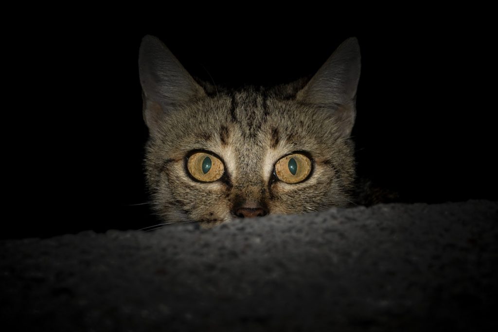 Глаза кота ночью фото