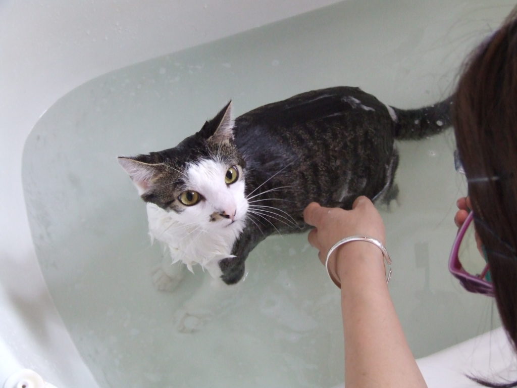 Кот моется в ванной фото