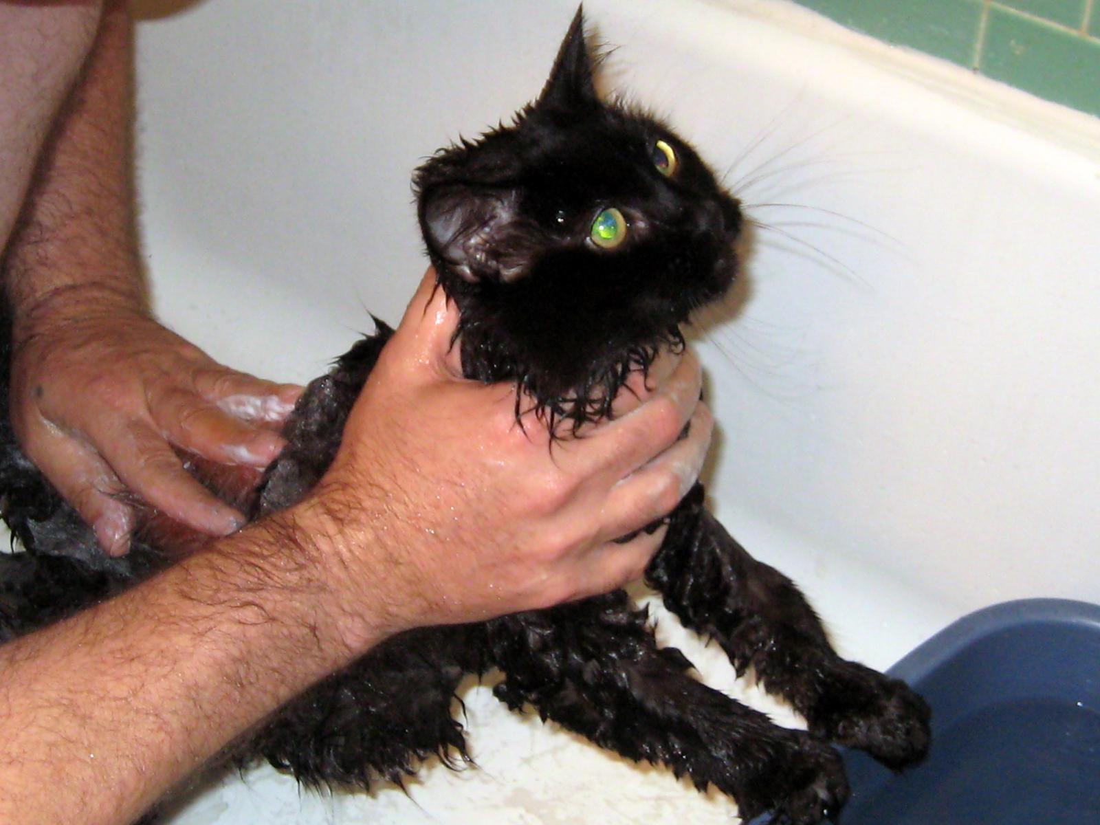 Тщательное мытьё кота фото