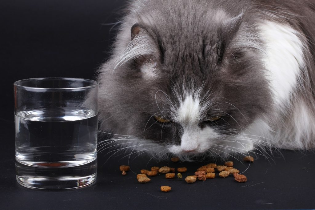 Кот ест корм фото