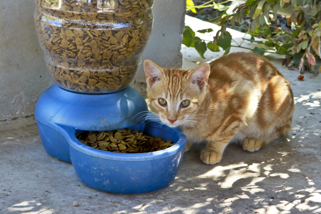 Кот ест сухой корм на свежем воздухе фото