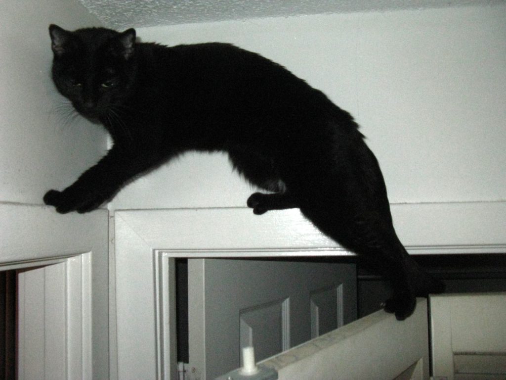 Кот на верху фото