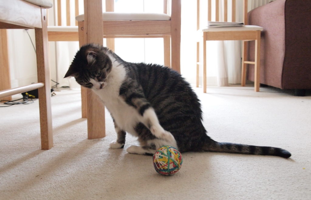 Кот с мячиком из резинок фото