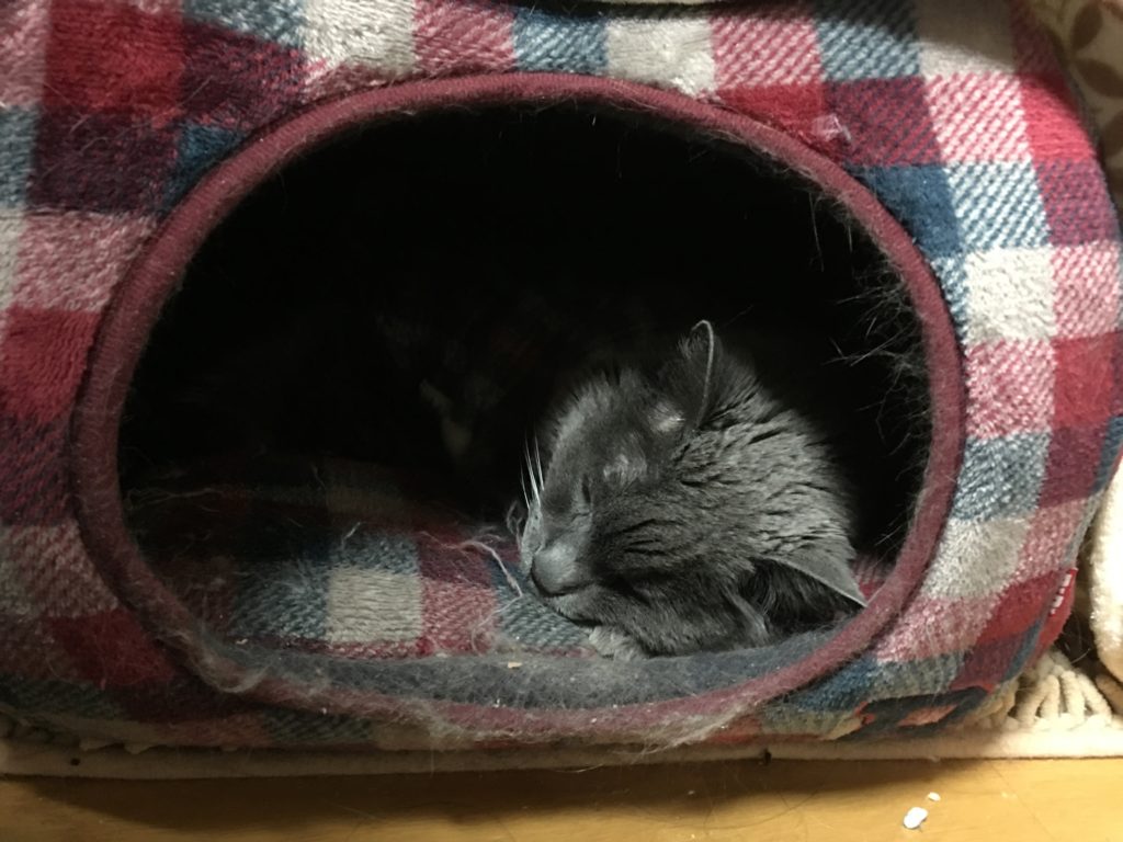 Кот спит в домике фото
