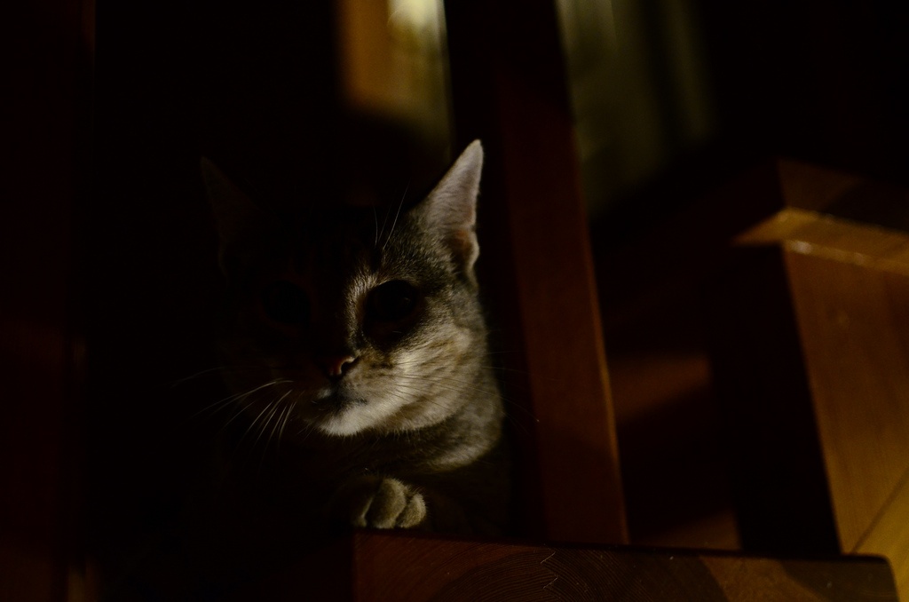 Кот во мраке фото