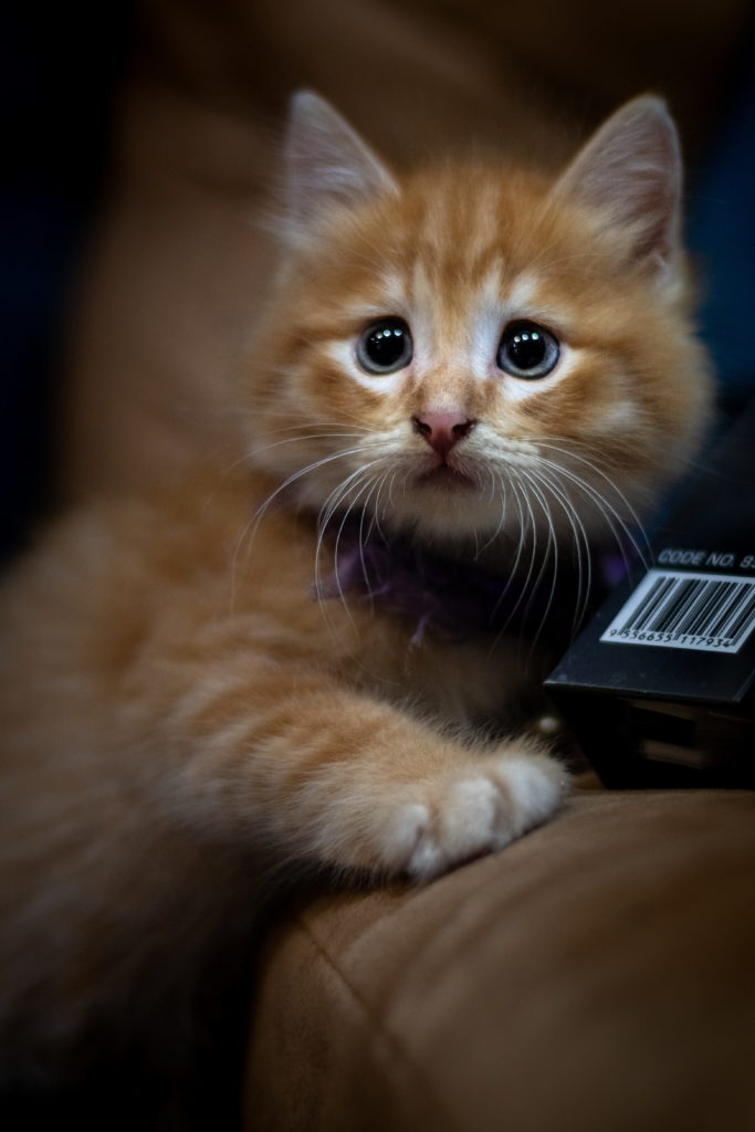 Маленький рыжий котёнок с удивлённым взглядом фото
