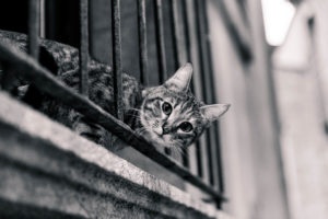 Кошка на балконе фото