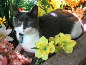 Кот в цветах фото
