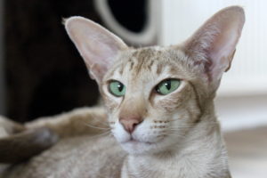 Кот с большими ушами фото