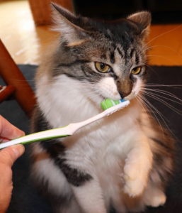 Чистка зубов коту фото