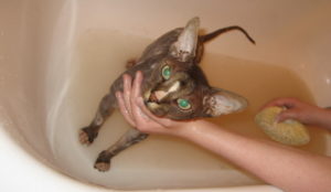Кота намыливают в ванной фото