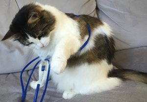 Котёнок и ethernet кабель фото