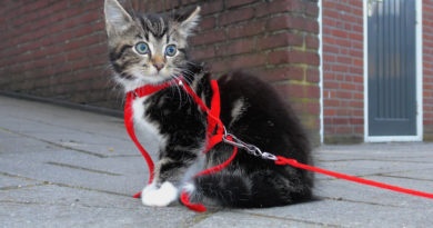 Котёнок в шлейке на улице фото