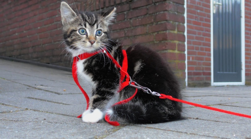 Котёнок в шлейке на улице фото