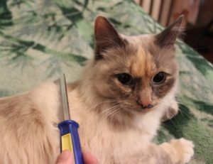 Расчёсываем шерсть кота фото