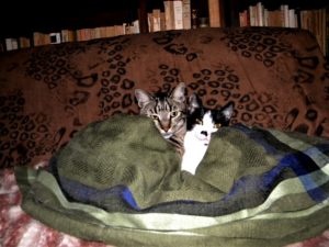 Два котика под пледом фото