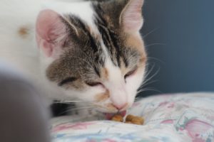 Кот ест сухой корм фото