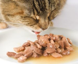 Кот ест влажный корм фото