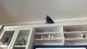 Кот на шкафу фото