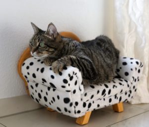 Котик в кошачьем кресле фото