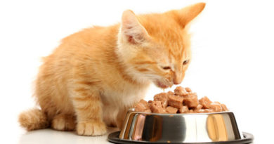 Котёнок ест корм фото