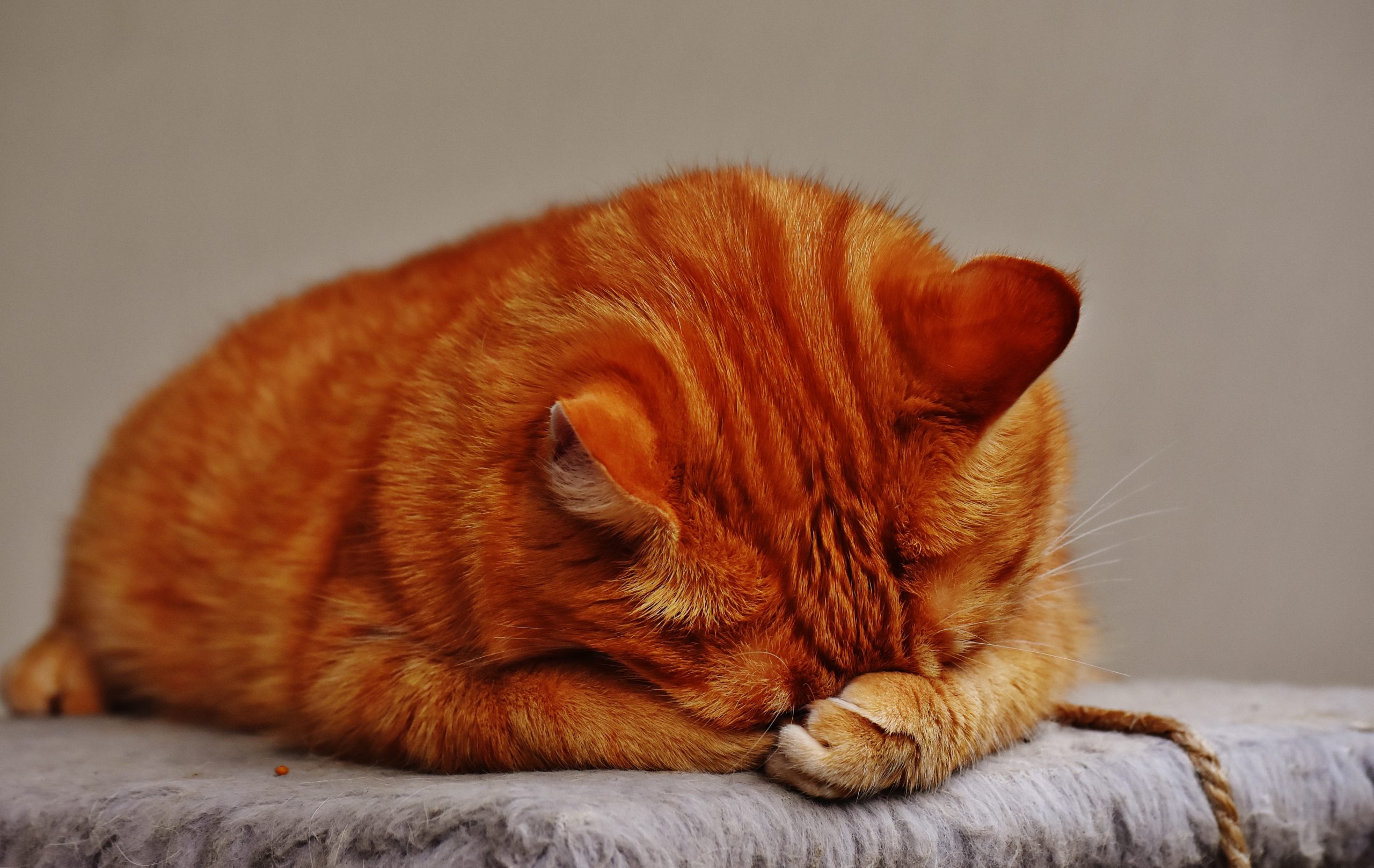 фото грустного рыжего кота