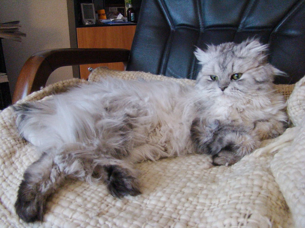 Растрёпанный Персидский кот фото