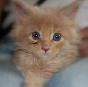 Рыжий котёнок Мейн Кун фото