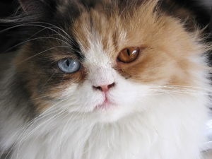 Персидская кошка с разными глазами фото
