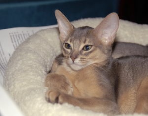 Абиссинская кошка в лежанке фото