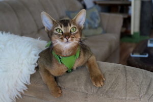 Абиссинская кошка в шлейке фото