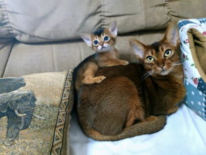 Абиссинская кошка с котёнком фото
