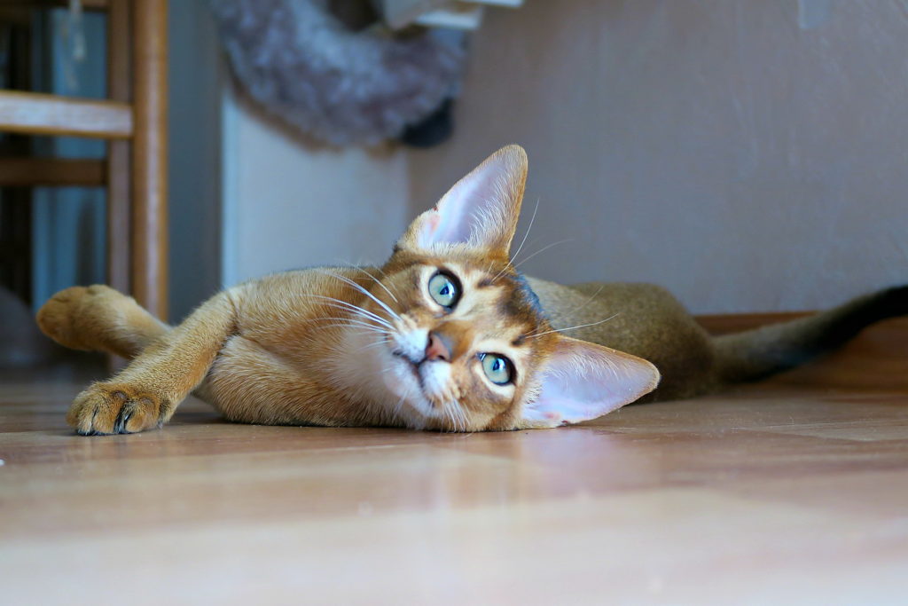 Абиссинский котик фото