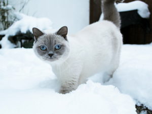 Белая Британская кошка с тёмной мордочкой и хвостом фото
