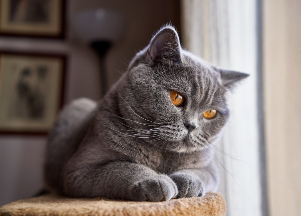 Серо-голубая Британская кошка фото