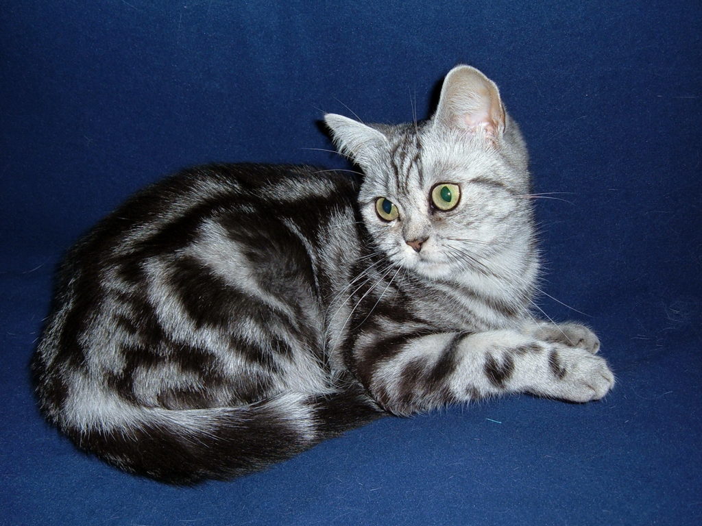 Британская мраморная кошка фото