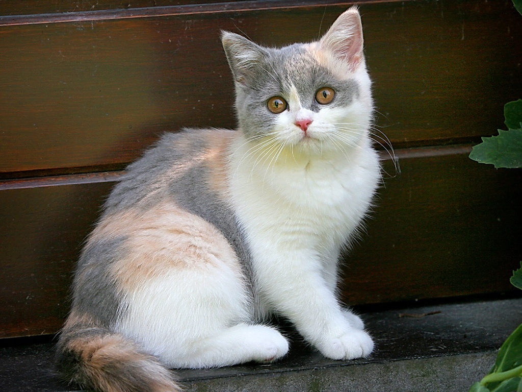 Британская кошка фото