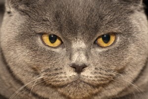Морда Британского кота с жёлтыми глазами фото