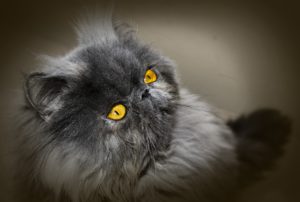 дымчатый персидский кот фото
