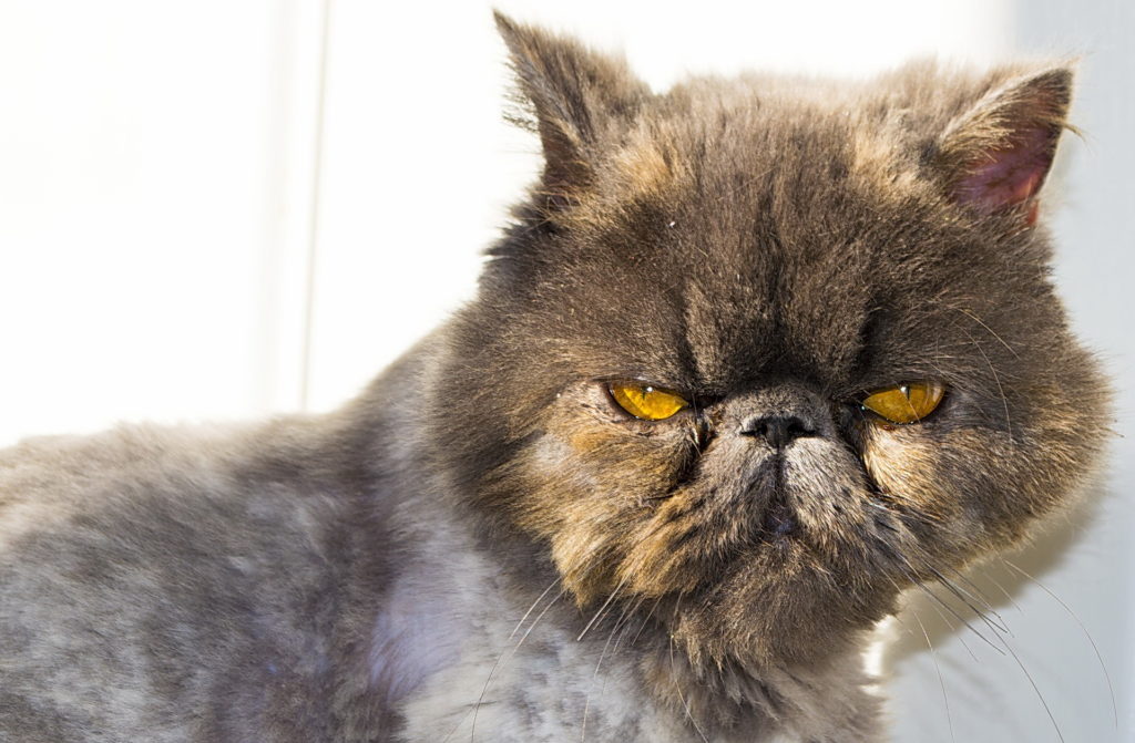 Постриженный Персидский кот фото