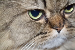 Слезящиеся глаза у Персидской кошки фото