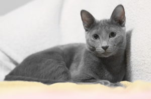 Русский голубой кот фото